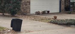 Found/Stray Unknown Dog last seen Canary, Mansfield, TX 76063