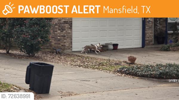 Found/Stray Unknown Dog last seen Canary, Mansfield, TX 76063