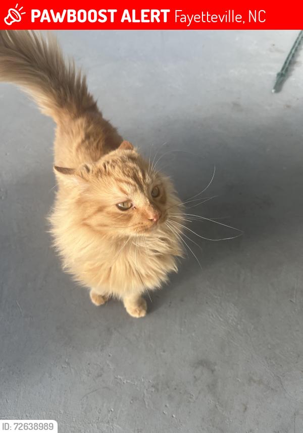 Lost Male Cat last seen Near hopemills rd, Fayetteville, NC 28306