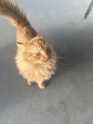 Lost Male Cat last seen Near hopemills rd, Fayetteville, NC 28306