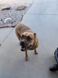 Found/Stray Male Dog last seen Davenport, Albuquerque, NM 87114