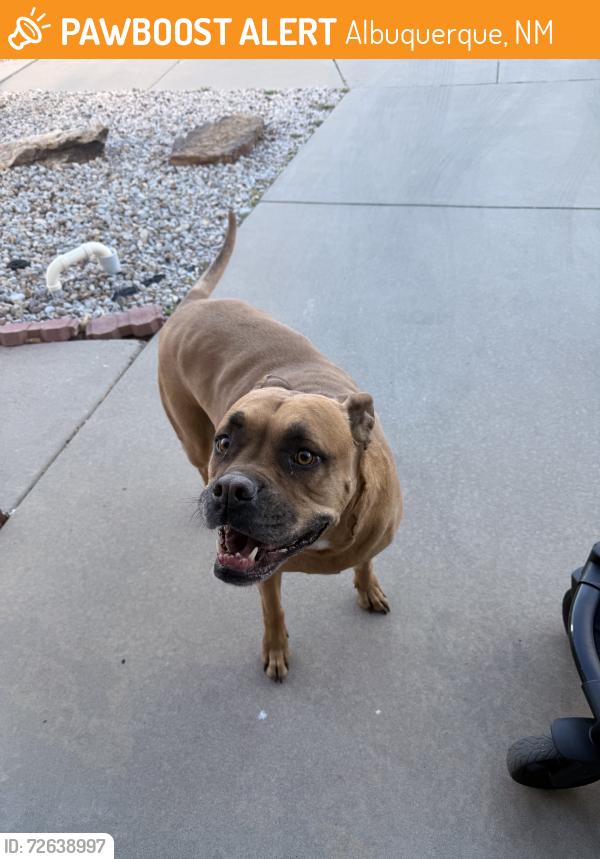 Found/Stray Male Dog last seen Davenport, Albuquerque, NM 87114