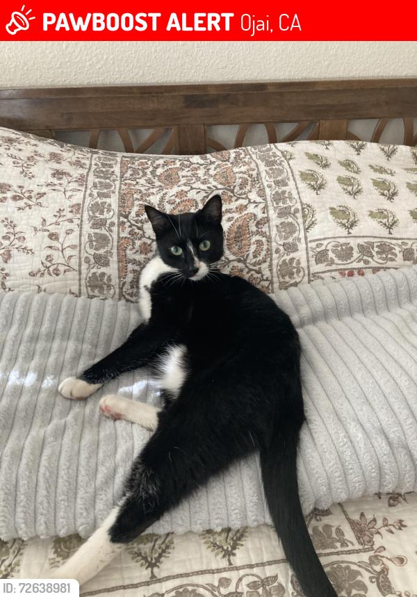 Lost Female Cat last seen Woodland Ave near Ojai Oaks Mobile  Park, Ojai, CA 93023