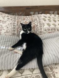 Lost Female Cat last seen Woodland Ave near Ojai Oaks Mobile  Park, Ojai, CA 93023