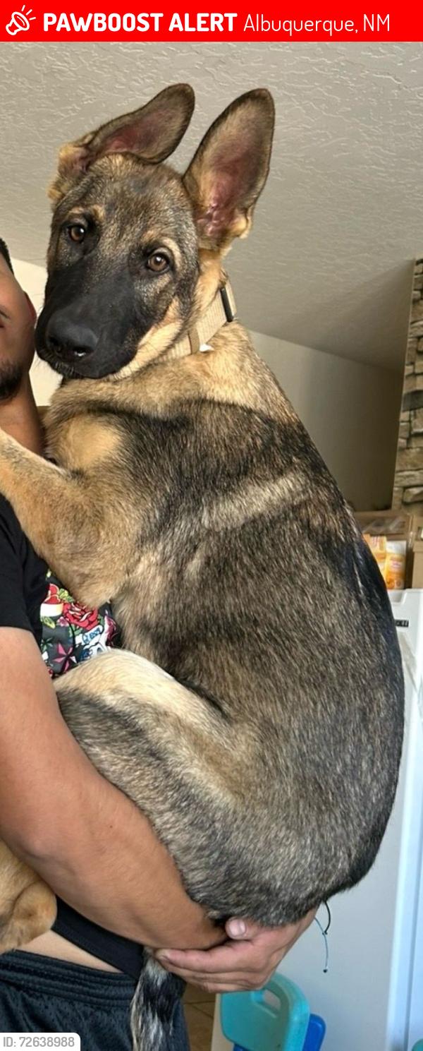 Lost Male Dog last seen Albuquerque NM , Albuquerque, NM 87121