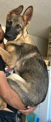 Lost Male Dog last seen Albuquerque NM , Albuquerque, NM 87121