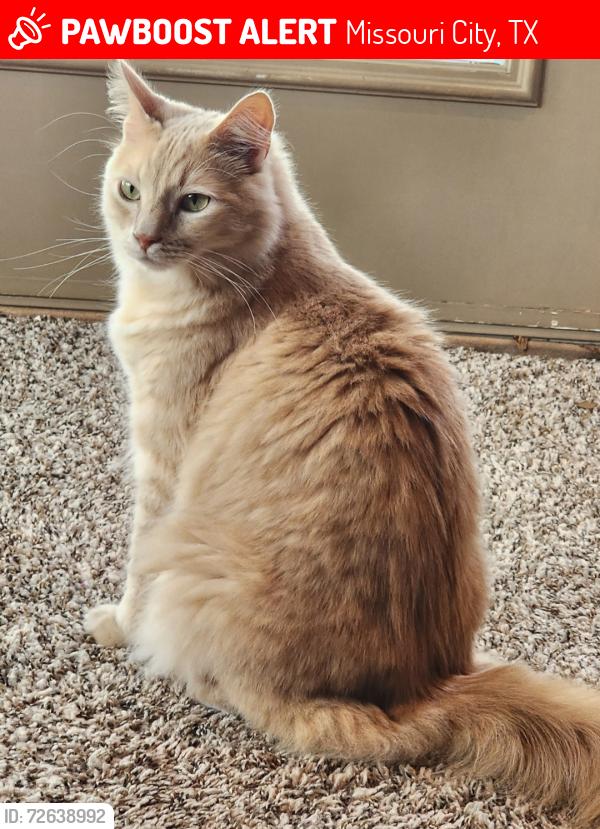 Lost Male Cat last seen Quail Valley Golf Course La Quinta #10. Point Clear Dr, Missouri City, TX 77459