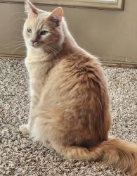 Lost Male Cat last seen Quail Valley Golf Course La Quinta #10. Point Clear Dr, Missouri City, TX 77459