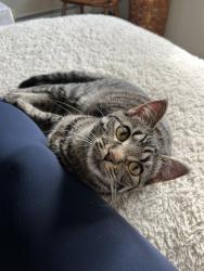 Found/Stray Female Cat last seen Larpenteur Avenue and Cumberland Street in St. Paul, Saint Paul, MN 55117