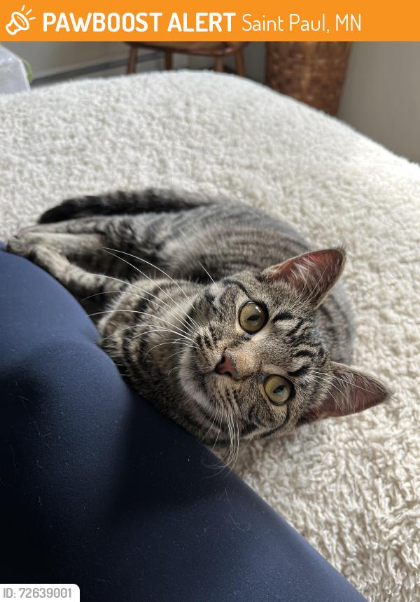 Found/Stray Female Cat last seen Larpenteur Avenue and Cumberland Street in St. Paul, Saint Paul, MN 55117