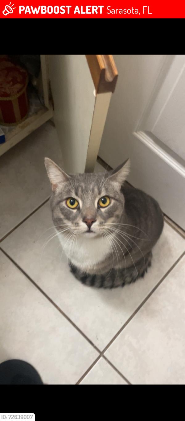 Lost Male Cat last seen Near central and 19th st, Sarasota, FL 34236