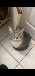 Lost Male Cat last seen Near central and 19th st, Sarasota, FL 34236