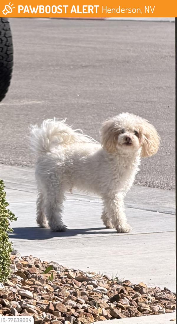 Found/Stray Male Dog last seen Poplar Crest/Kingswood, Henderson, NV 89044