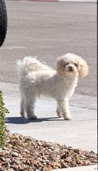 Found/Stray Male Dog last seen Poplar Crest/Kingswood, Henderson, NV 89044