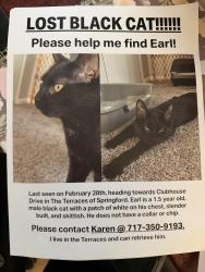 Lost Male Cat last seen The Terraces at Springford , Harrisburg, PA 17111