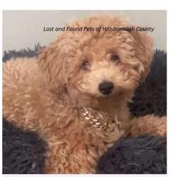 Lost Male Dog last seen Bruce B Down, 42nd St, Tampa, FL 33613