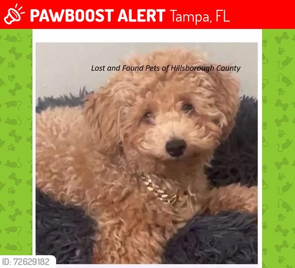 Lost Male Dog last seen Bruce B Down, 42nd St, Tampa, FL 33613