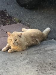 Found/Stray Unknown Cat last seen Canterbury Ct & Rolling Hills Dr, Oceanside, CA 92056