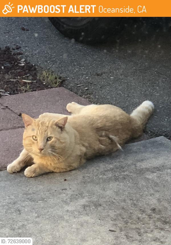 Found/Stray Unknown Cat last seen Canterbury Ct & Rolling Hills Dr, Oceanside, CA 92056
