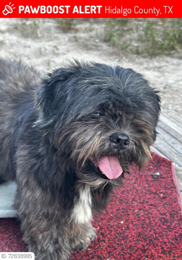 Lost Male Dog last seen Mile 6, Hidalgo County, TX 78572