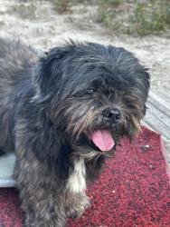 Lost Male Dog last seen Mile 6, Hidalgo County, TX 78572