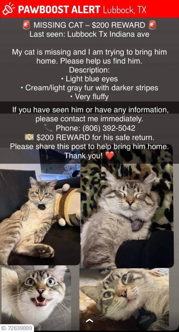 Lost Male Cat last seen Loop 289 , Lubbock, TX 79416