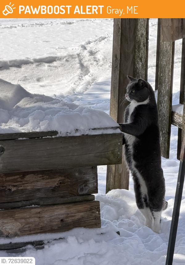 Found/Stray Unknown Cat last seen Near Twin Island Rd, Gray, Maine, Gray, ME 04039