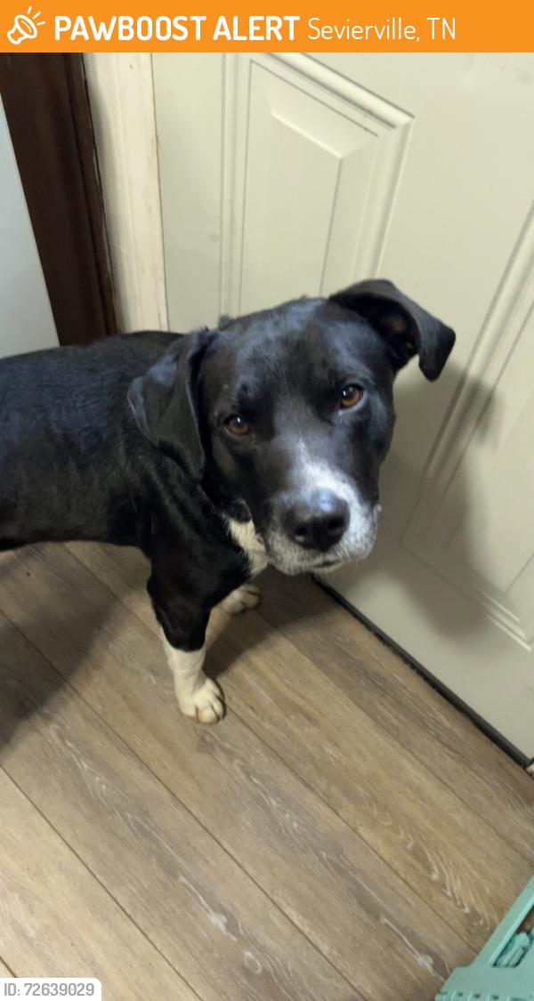 Found/Stray Male Dog last seen Newport highway , Sevierville, TN 37876