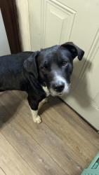 Found/Stray Male Dog last seen Newport highway , Sevierville, TN 37876