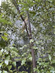 Found/Stray Unknown Bird last seen West st & Apgar st, Oakland, CA 94608