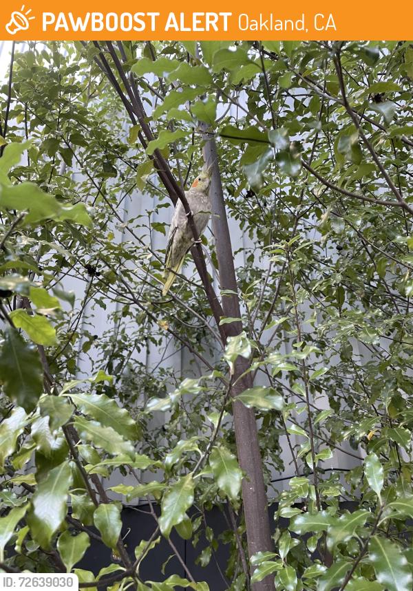 Found/Stray Unknown Bird last seen West st & Apgar st, Oakland, CA 94608