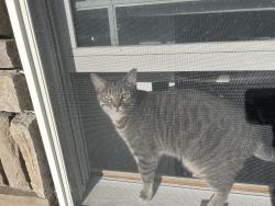 Lost Male Cat last seen Concord ln , Fairless Hills, PA 19030