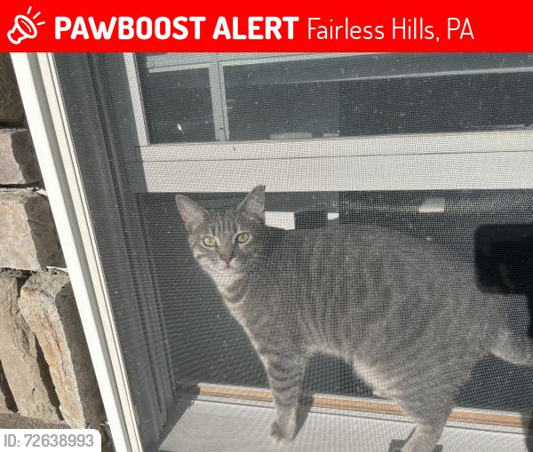 Lost Male Cat last seen Concord ln , Fairless Hills, PA 19030