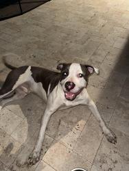 Found/Stray Male Dog last seen 167th Avenue, Miami, FL 33196