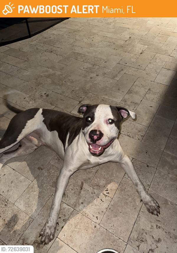 Found/Stray Male Dog last seen 167th Avenue, Miami, FL 33196