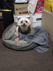 Lost Female Dog last seen Stanton Road near Ebenezer , Conyers, GA 30094