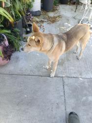 Found/Stray Male Dog last seen 1st Street & Susan St , Santa Ana, CA 92703