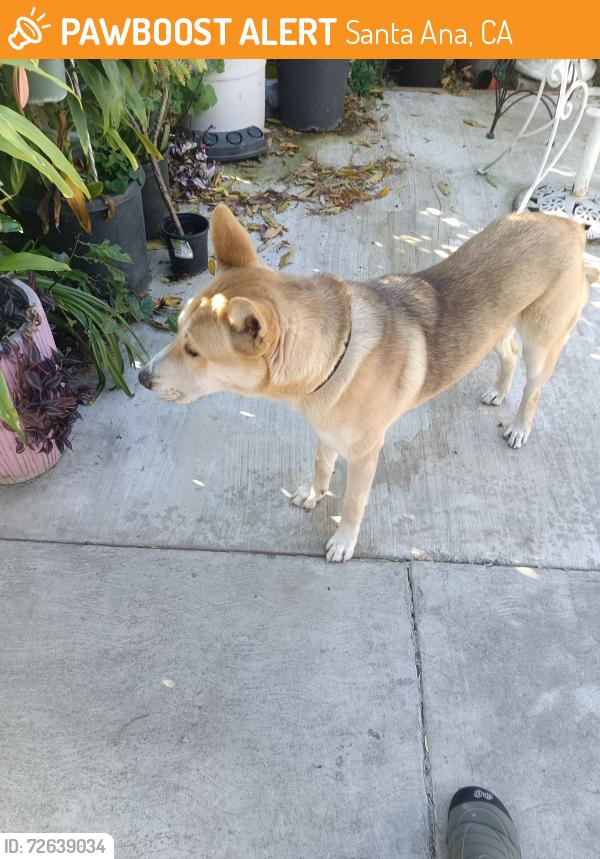 Found/Stray Male Dog last seen 1st Street & Susan St , Santa Ana, CA 92703
