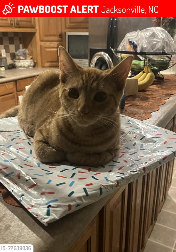 Lost Female Cat last seen Along Dawson cabin road near “Dawson Community Church”, Jacksonville, NC 28540