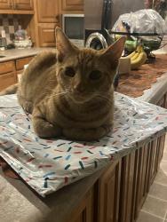 Lost Female Cat last seen Along Dawson cabin road near “Dawson Community Church”, Jacksonville, NC 28540