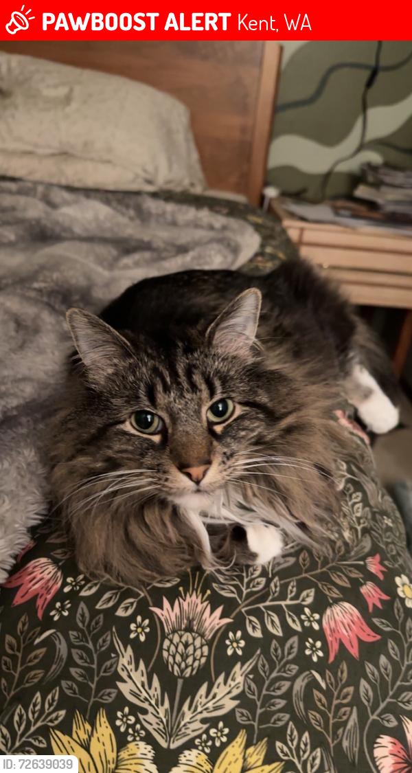 Lost Male Cat last seen Chestnut Ridge Park, Kent, Kent, WA 98031