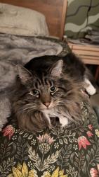Lost Male Cat last seen Chestnut Ridge Park, Kent, Kent, WA 98031