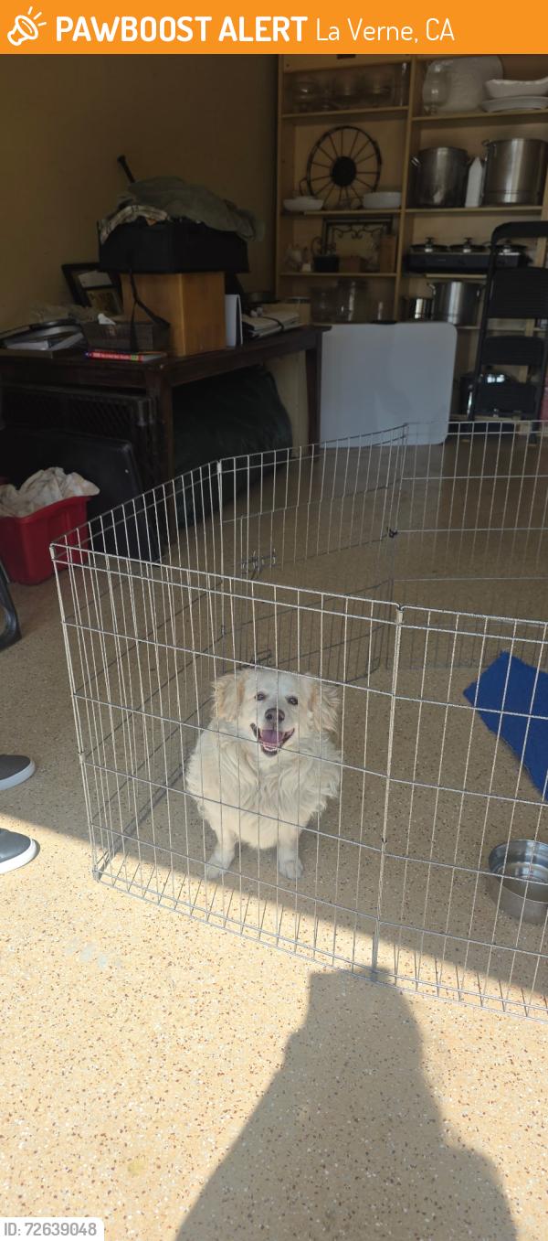 Found/Stray Male Dog last seen Sixth St. and F St., La Verne, CA 91750