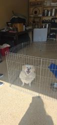 Found/Stray Male Dog last seen Sixth St. and F St., La Verne, CA 91750