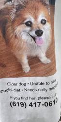 Lost Female Dog last seen Arcturus and bootes, San Diego, CA 92126