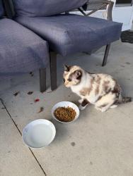 Found/Stray Unknown Cat last seen Shamrock and 41, Venice, FL 34293