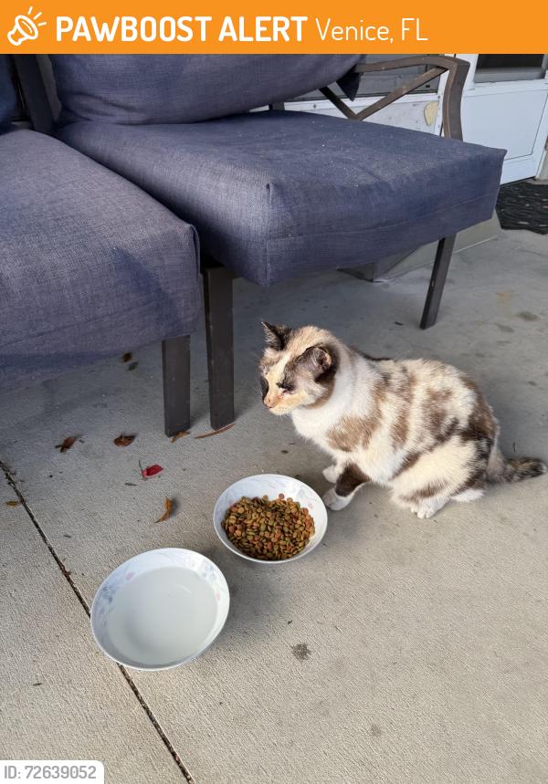 Found/Stray Unknown Cat last seen Shamrock and 41, Venice, FL 34293