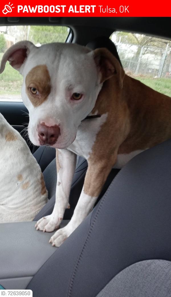 Lost Male Dog last seen S 68th w ave and w 60th st, Tulsa, OK 74107
