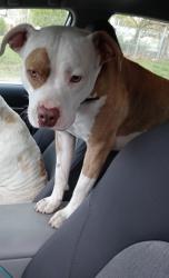 Lost Male Dog last seen S 68th w ave and w 60th st, Tulsa, OK 74107