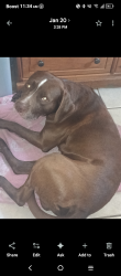 Lost Male Dog last seen In back yard at elm and Wilshire drive , Casselberry, FL 32707